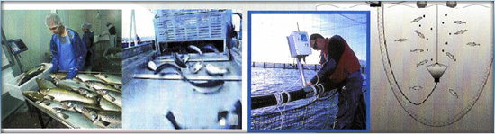 Processing and packing