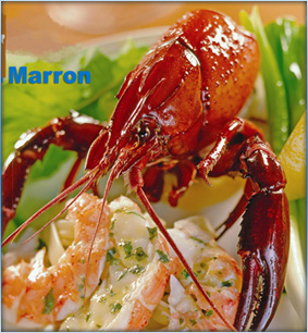 Lobster